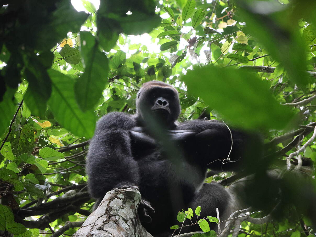 Froschperspektive, Großer Gorilla sitzt in einer Baumkrone umgeben von Blättern