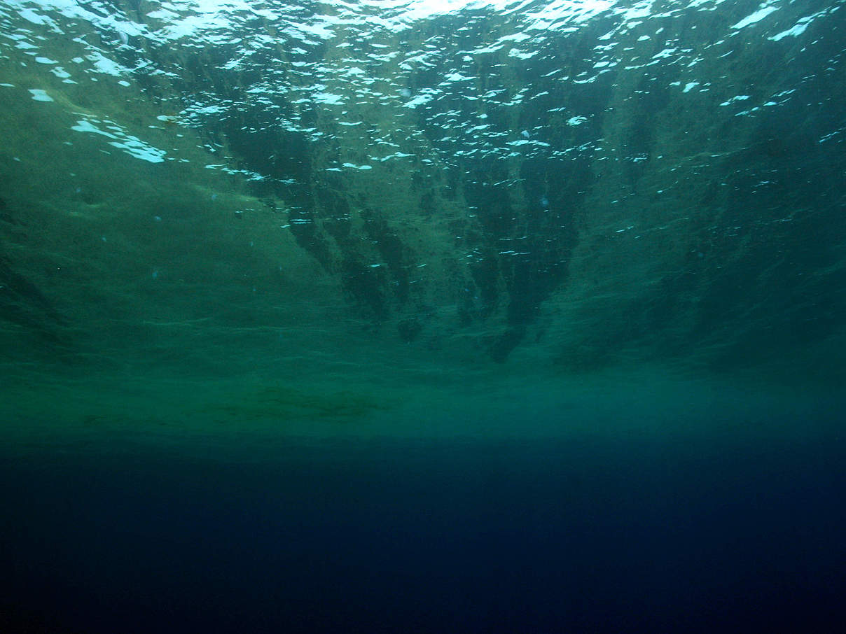 Algenblüte Unterwasser © Philipp Kanstinger / WWF