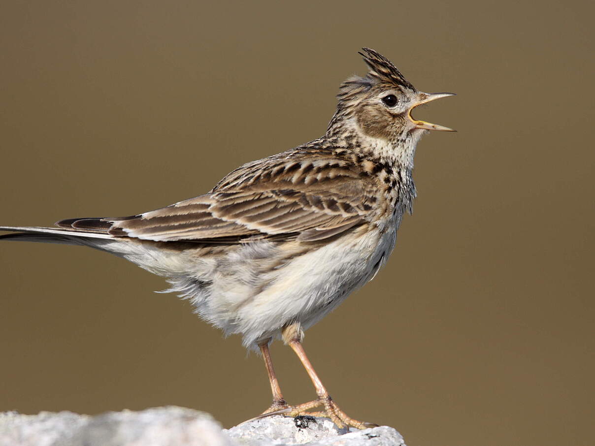 Feldlerche © Frank Gottwald