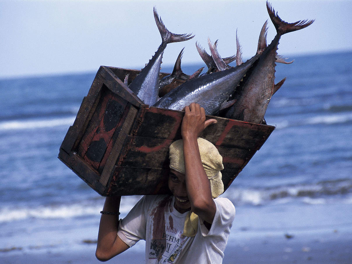 Philippinischer Fischer mit Thunfischfang © Jürgen Freund / WWF