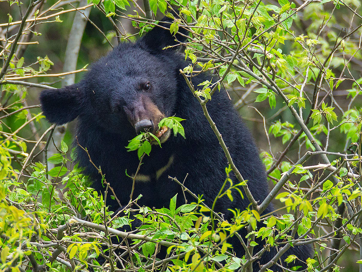 Asiatischer Schwarzbär (Kragenbär) in China © Jed Weingarten / Wild Wonders of China / WWF 