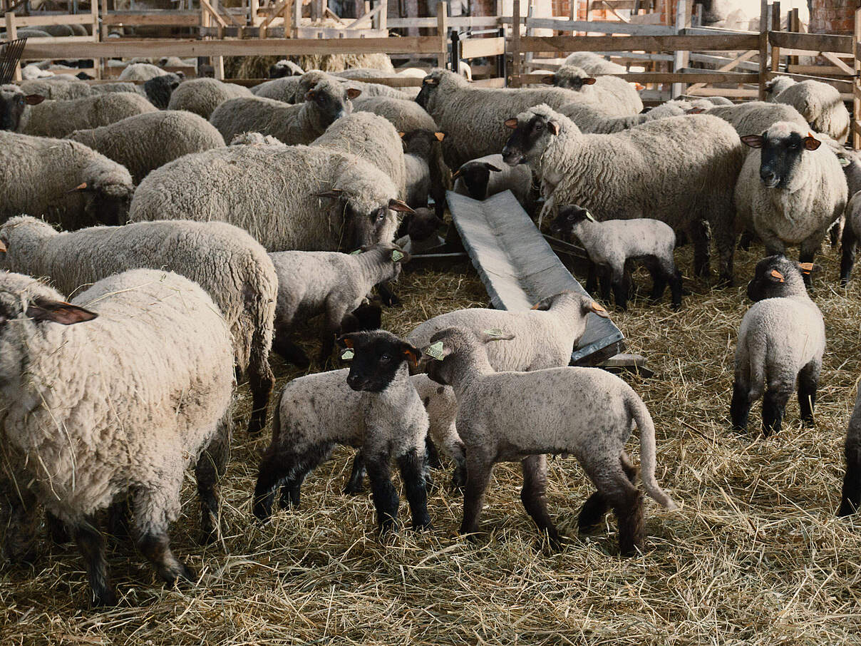 Schafherde am Stall © inst / iStock / Getty Images Plus