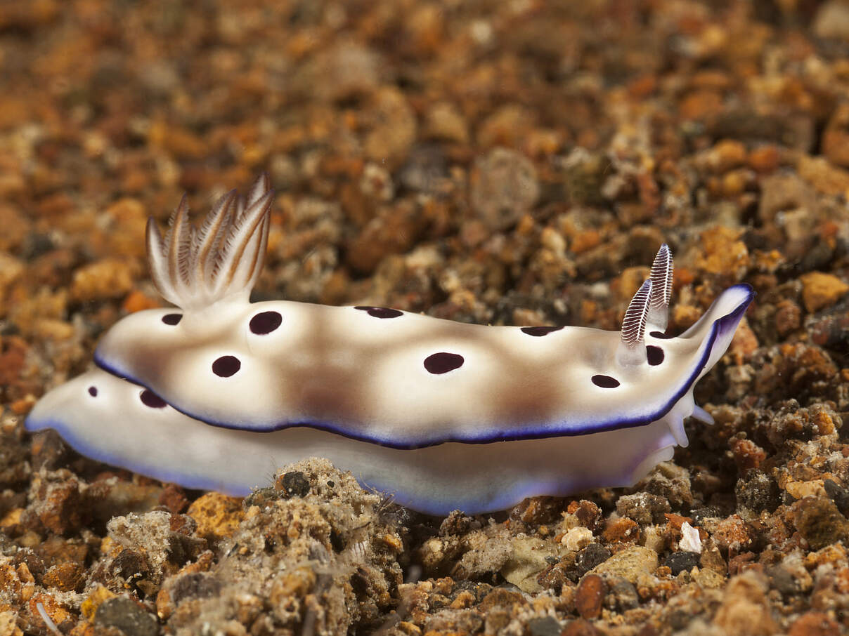 Tryon's Nacktkiemer Nacktschnecke © Jürgen Freund / WWF