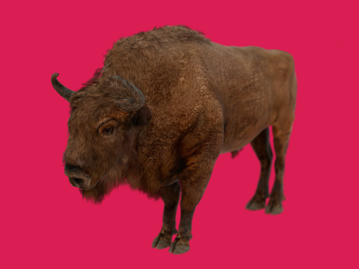 Wisent in AR © Demodern
