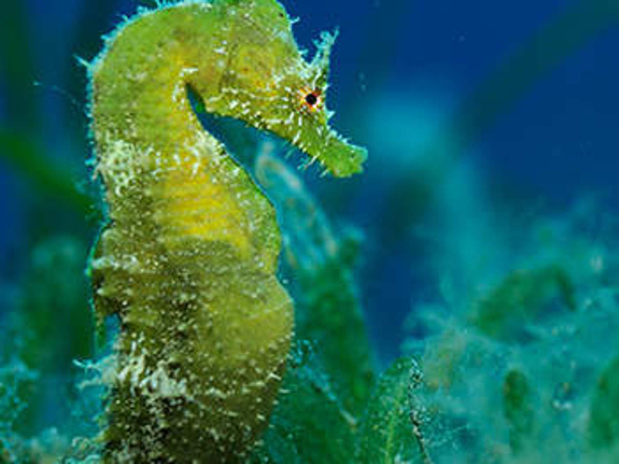 Seepferdchen. © Wild Wonders of Europe /Zankl / WWF Seepferdchen. © Wild Wonders of Europe /Zankl / WWF
