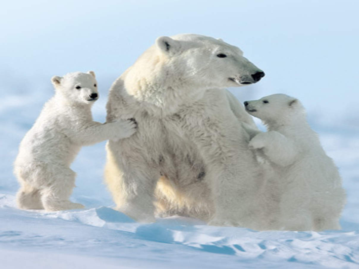 Eisbärfamilie © David Jenkins / WWF Canon