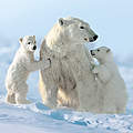Eisbärfamilie © David Jenkins / WWF Canon