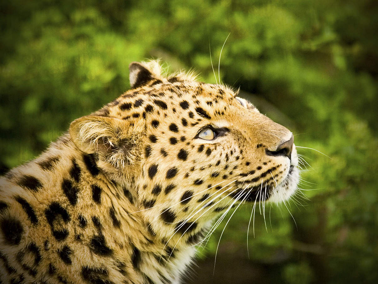 Amur-Leopard in der Amur-Region. © iStock / GettyImages