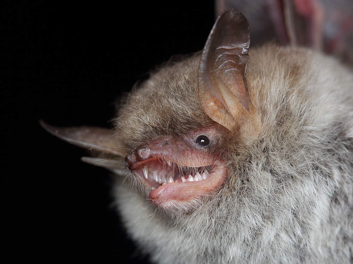 Portrait einer Fransenfledermaus 