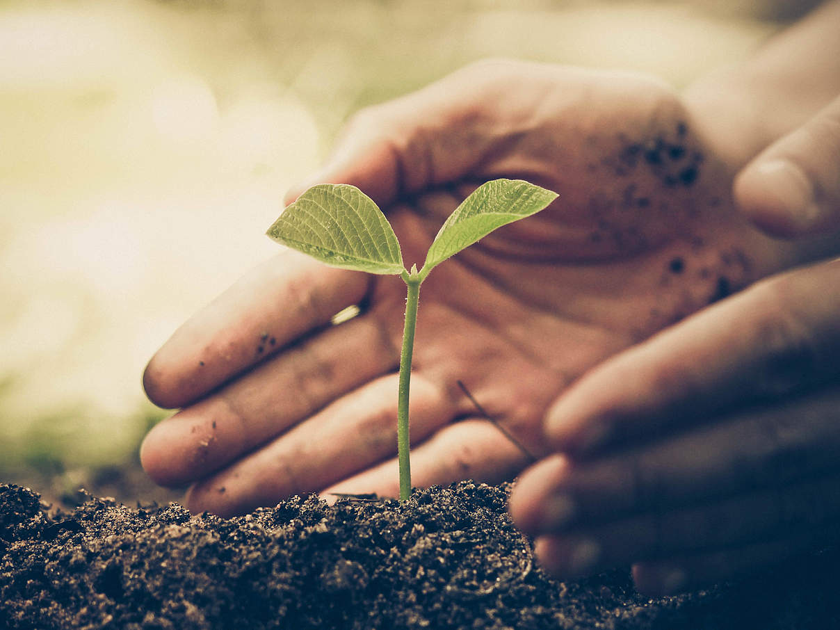 Bäume pflanzen für die Natur © iStock / Getty Images