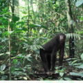 Bonobo in der Kamerafalle © SNP-Survey