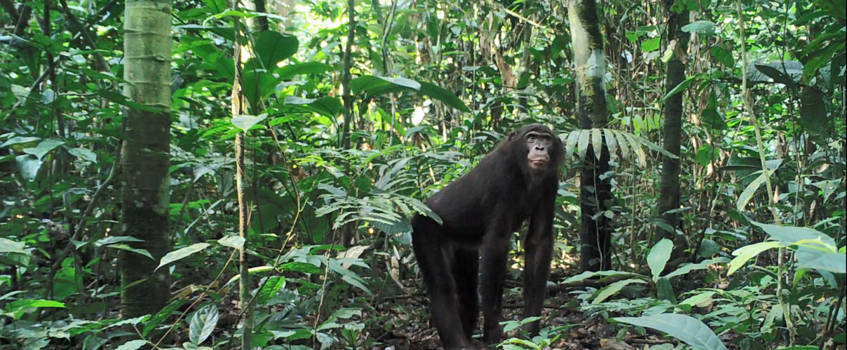 Bonobo in der Kamerafalle © SNP-Survey