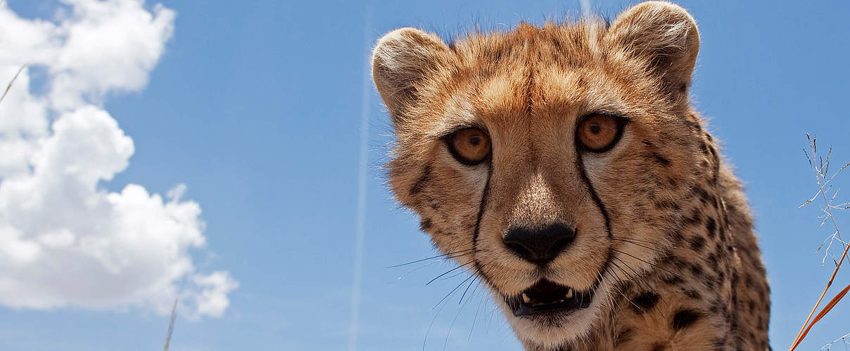 Ein Gepard in der Masai Mara, einem Naturschutzgebiet in Kenia © naturepl.com / Anup Shah / WWF