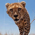 Ein Gepard in der Masai Mara, einem Naturschutzgebiet in Kenia © naturepl.com / Anup Shah / WWF