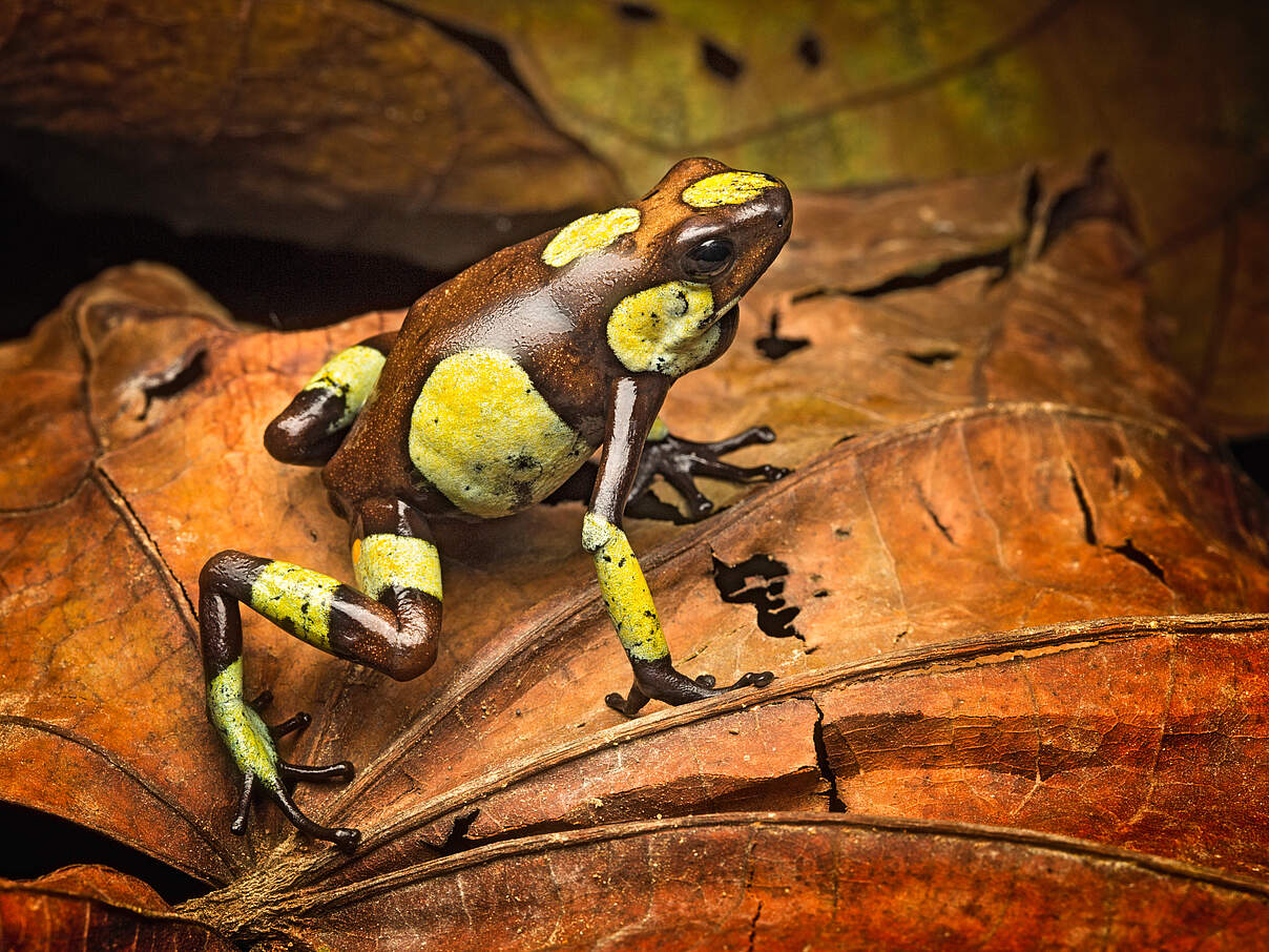 Pfeilgiftfrosch (Dendrobatidae) 