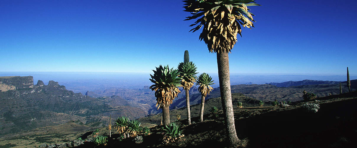 Riesen-Lobelia Lobelia rhynchopetalum im ostafrikanischen Hochland der Bale Mountains, Äthiopien © Martin Harvey / WWF