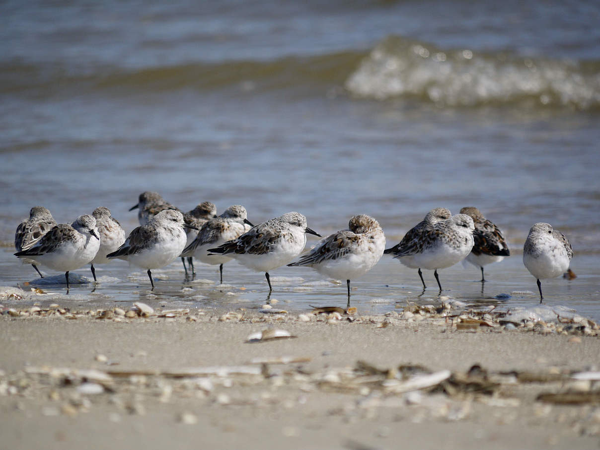 Sanderlinge brüten in der Arktis und rasten im Wattenmeer © Hans-Ulrich Rösner / WWF