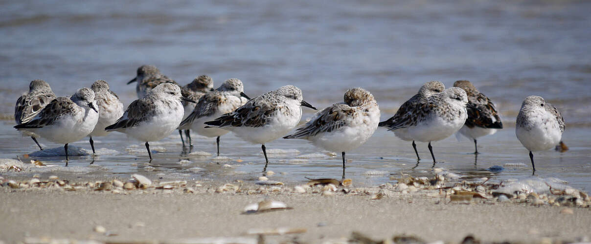 Sanderlinge brüten in der Arktis und rasten im Wattenmeer © Hans-Ulrich Rösner / WWF