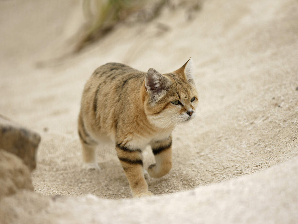 Sandkatze