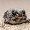 Ein dicker Frosch sitz im Sand und schaut in die Kamera.