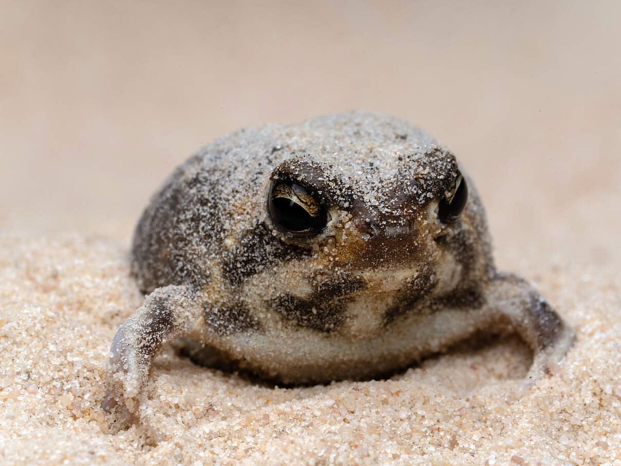 Ein dicker Frosch sitz im Sand und schaut in die Kamera.