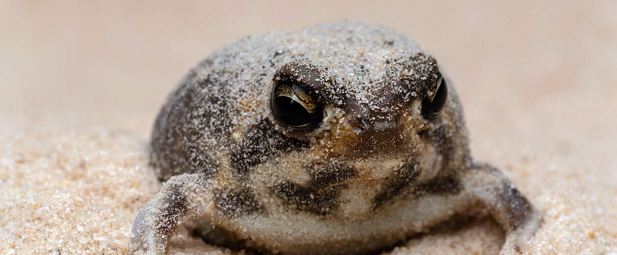 Ein dicker Frosch sitz im Sand und schaut in die Kamera.
