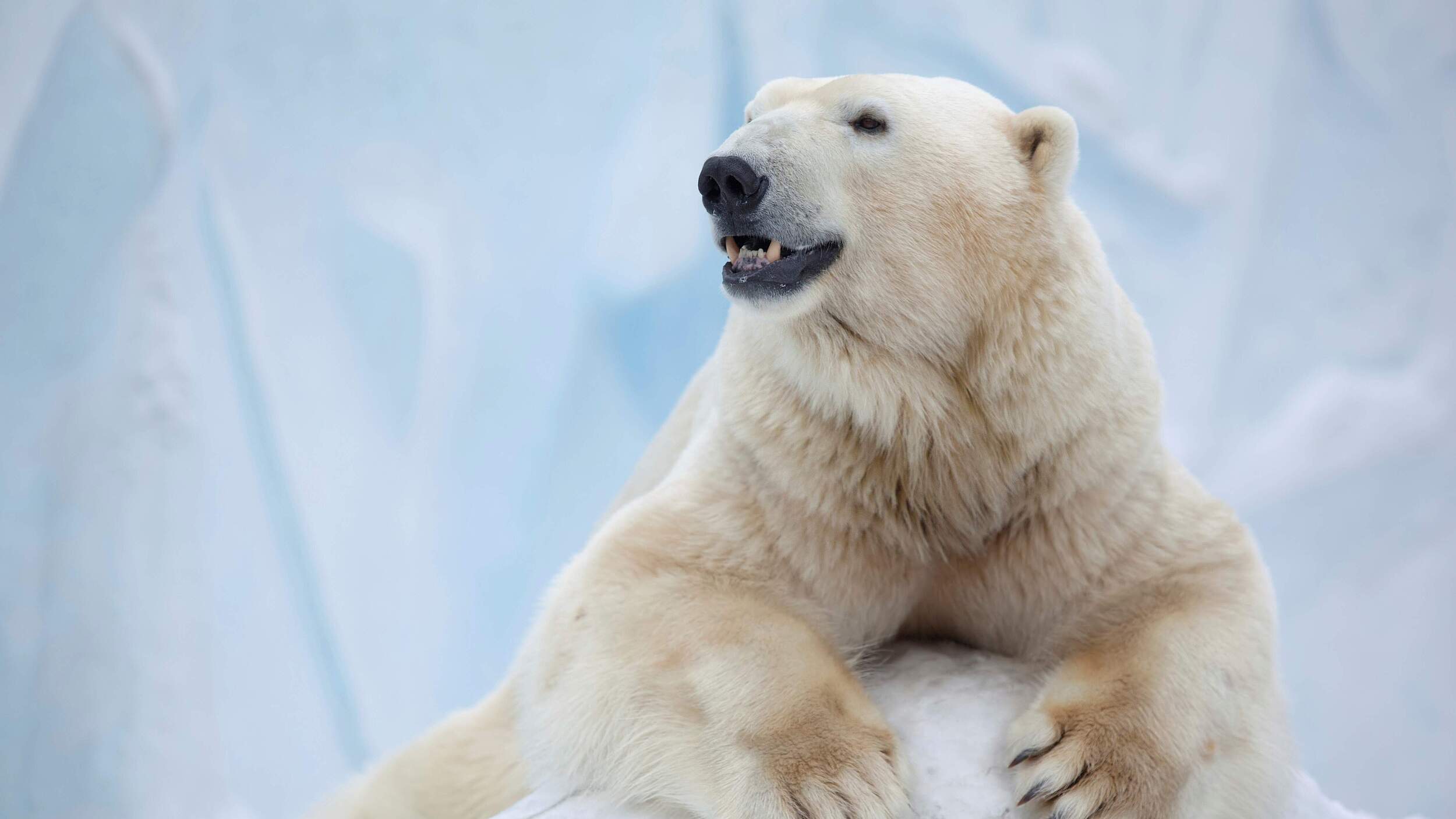 Eisbär © iStock / Getty Images