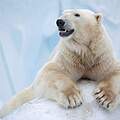 Eisbär © iStock / Getty Images