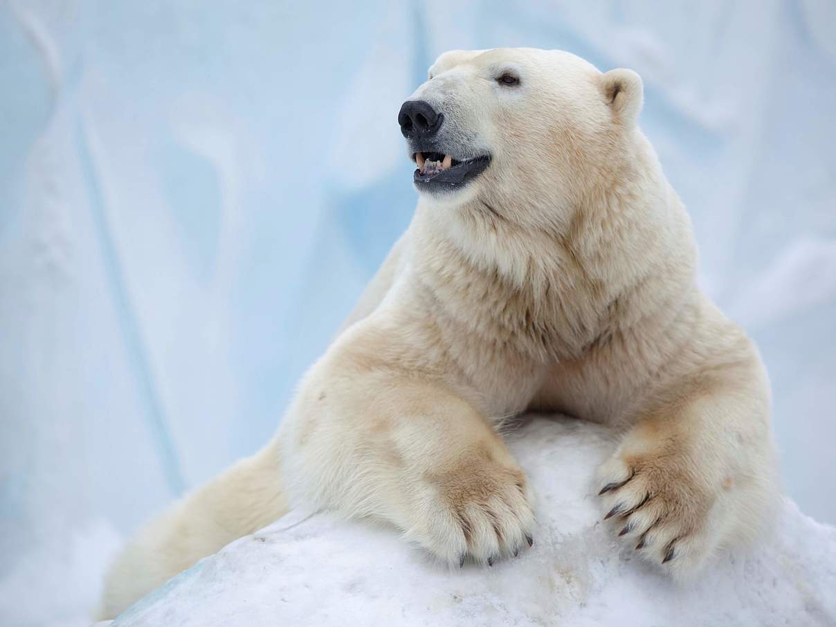 Eisbär © iStock / Getty Images