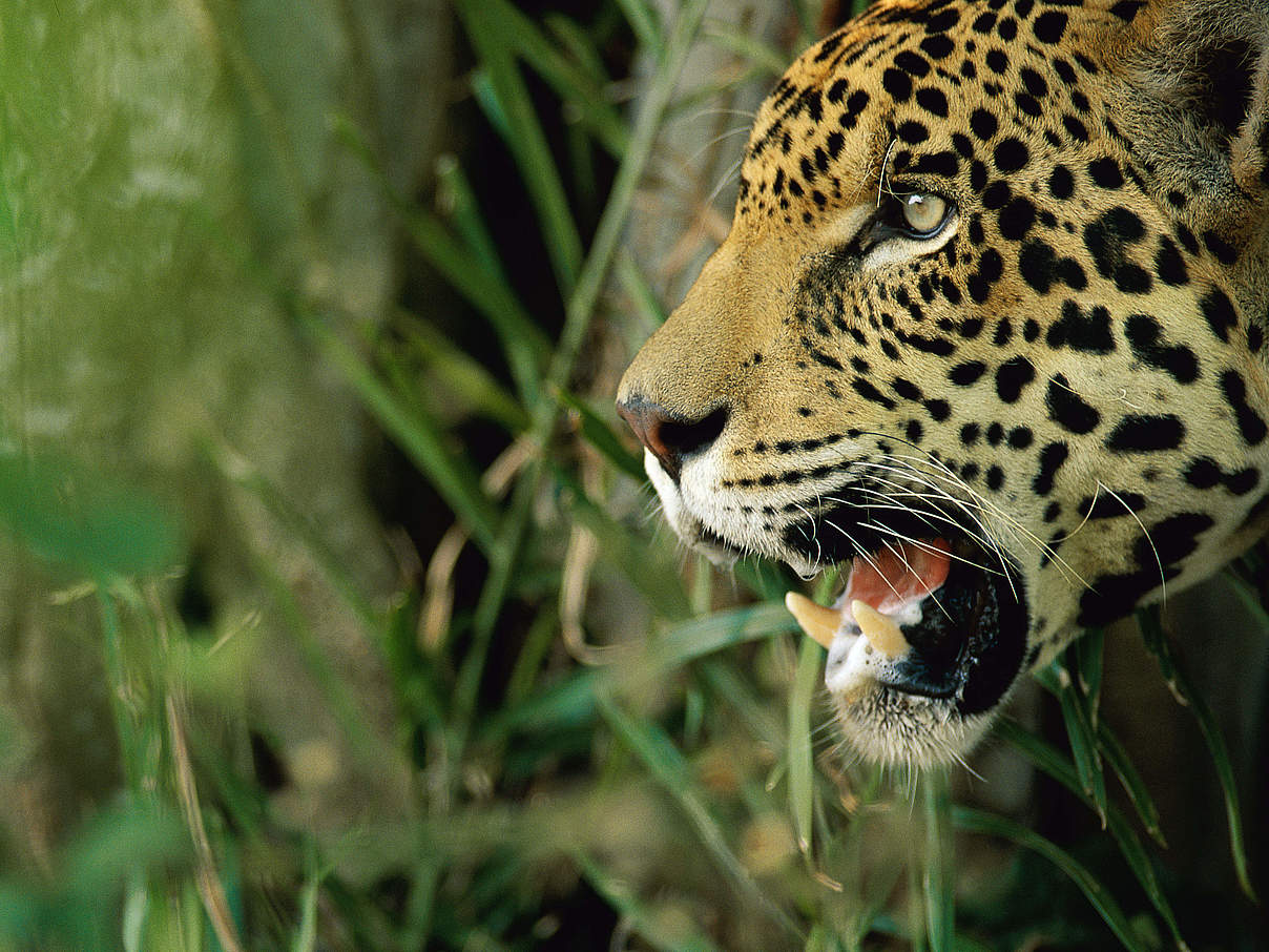 Jaguar © Staffan Widstrand / WWF