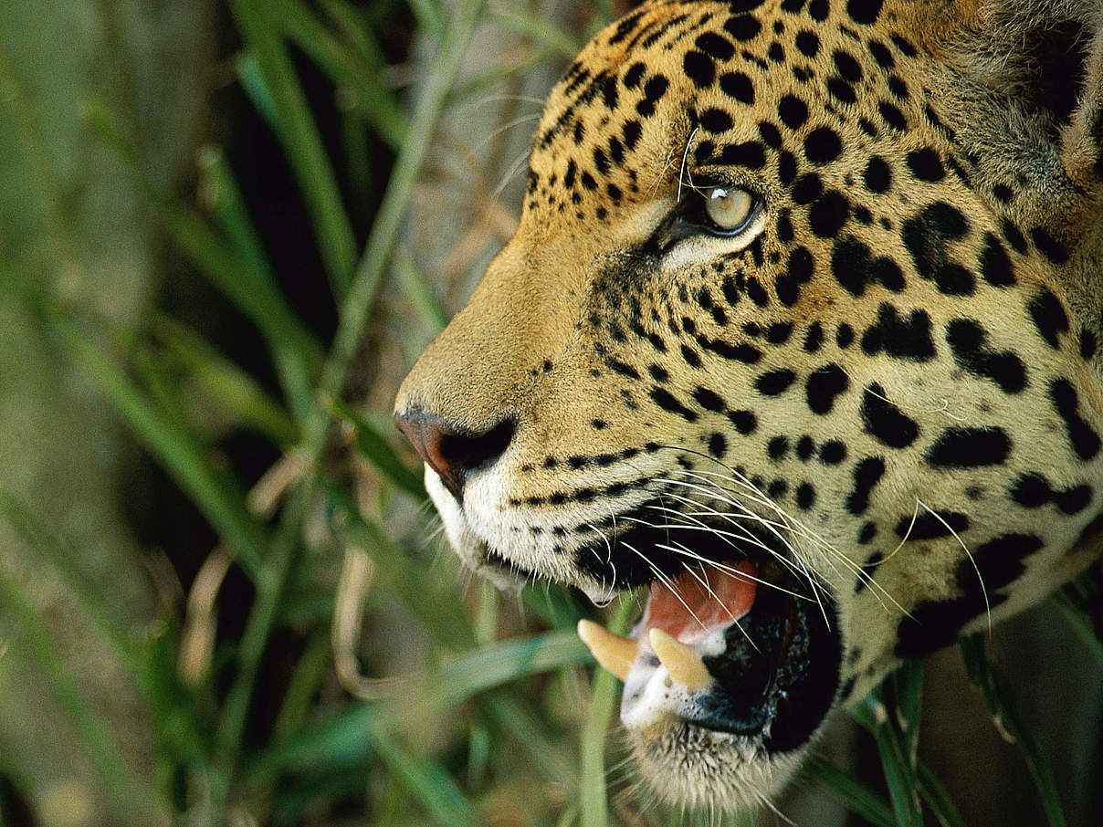 Jaguar © Staffan Widstrand / WWF