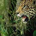 Jaguar © Staffan Widstrand / WWF