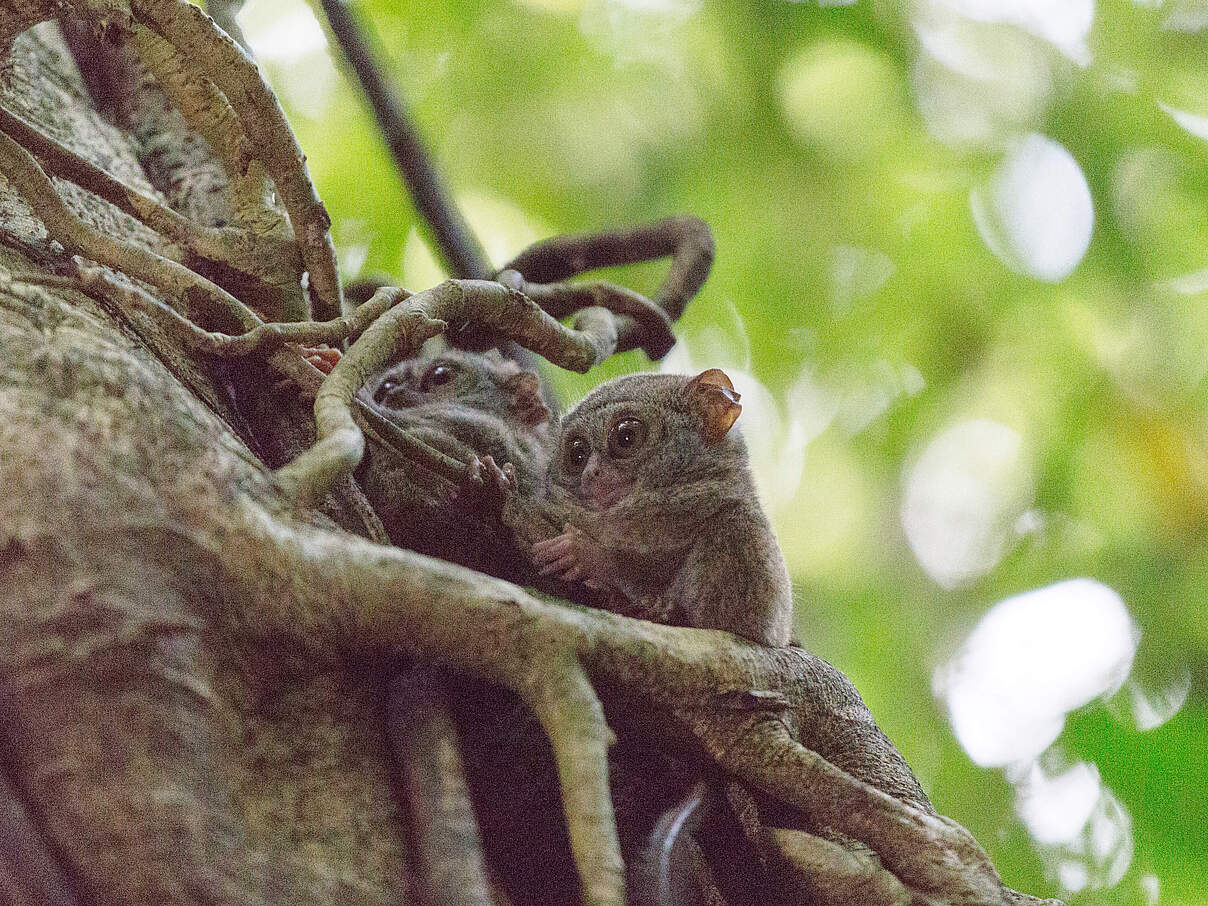 Koboldmaki Jungtiere