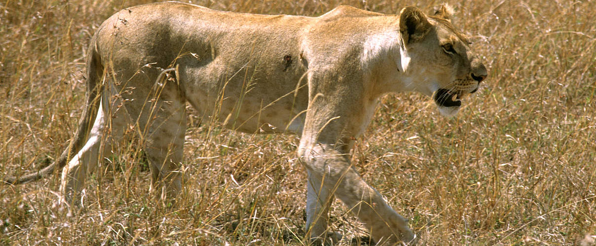 Löwe in der Savanne Kenias © Deborah Gainer / WWF US
