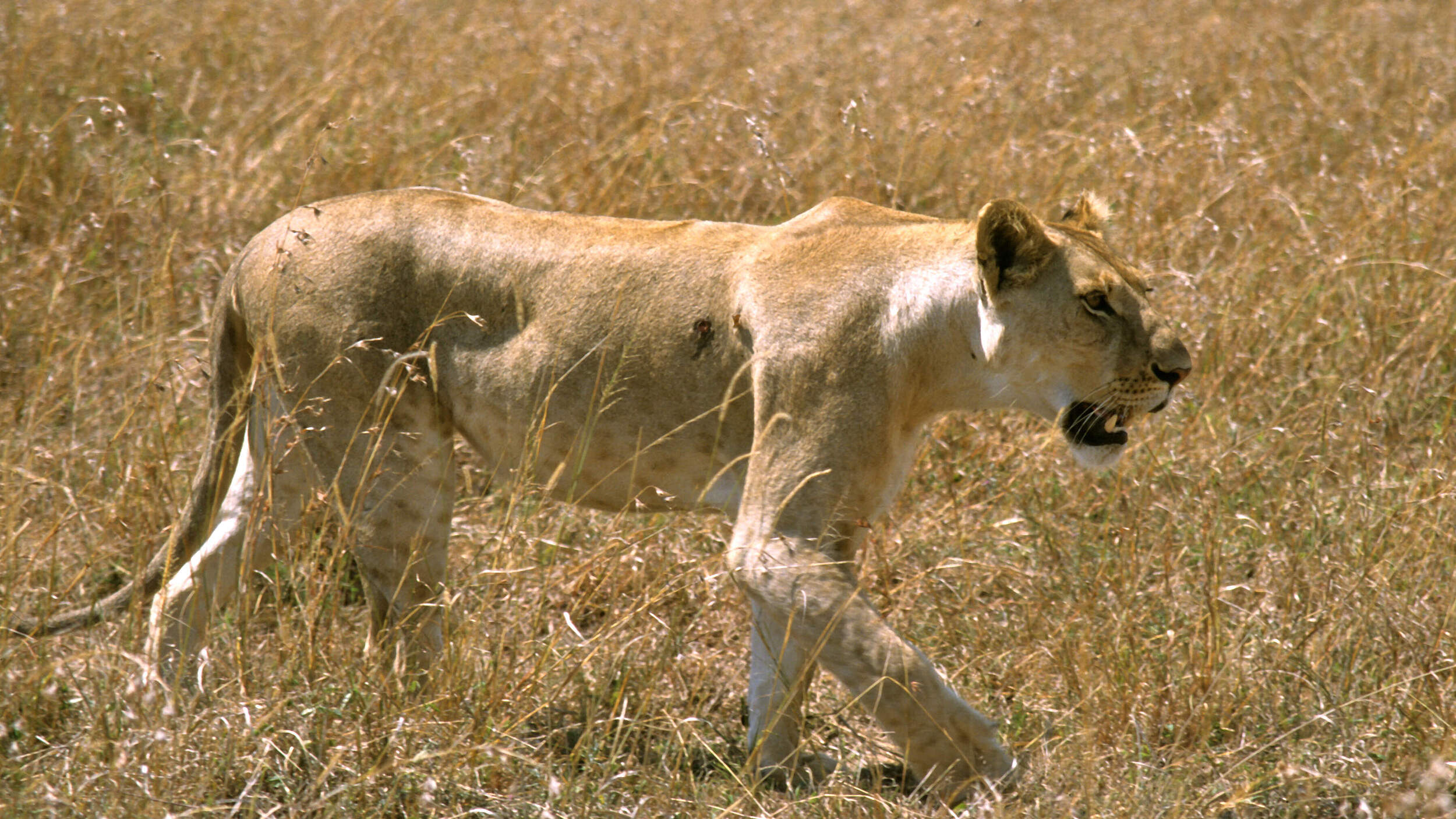 Löwe in der Savanne Kenias © Deborah Gainer / WWF US