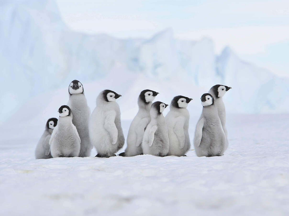 Emperor Penguin chicks Snow Hill, Antarctica 2010 on the icebreaker Kapitan Khlebnikov Copyright: xVladimirxSeliverstovx