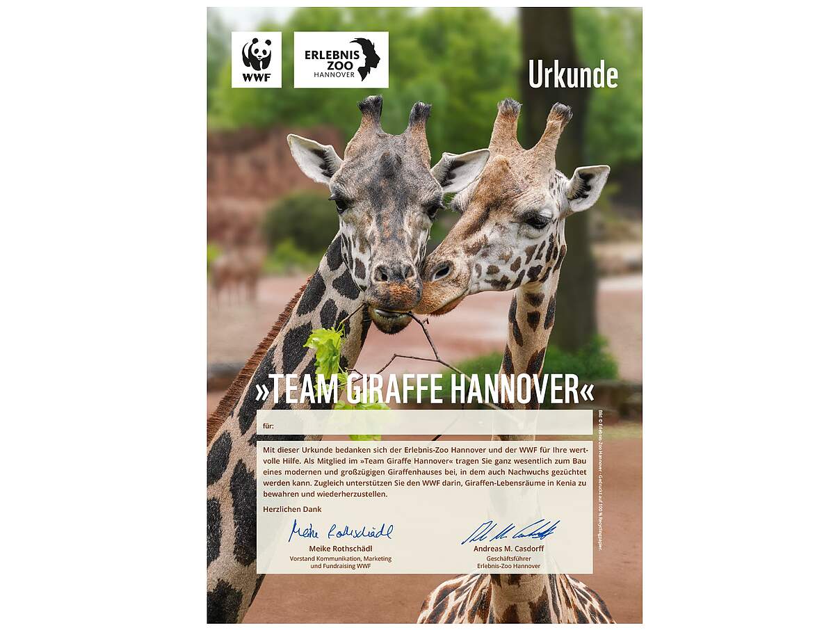Urkunde »Team Giraffe Hannover« 