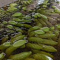 Bananen im Wasser © Mauricio Marín