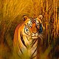 Bengalischer Tiger © naturepl.com Francois Savigny / WWF