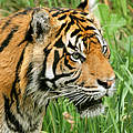Sumatra-Tiger © WWF
