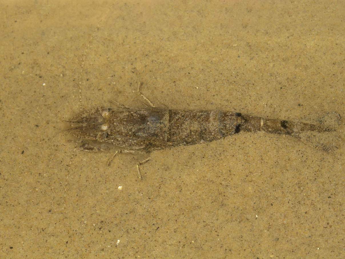 Crangon vulgaris, Nordseegarnele, Sandgarnele, Strandgarnele, Graue Krabbe, Nordseegarnelen, Sandgarnelen, Strandgarnele