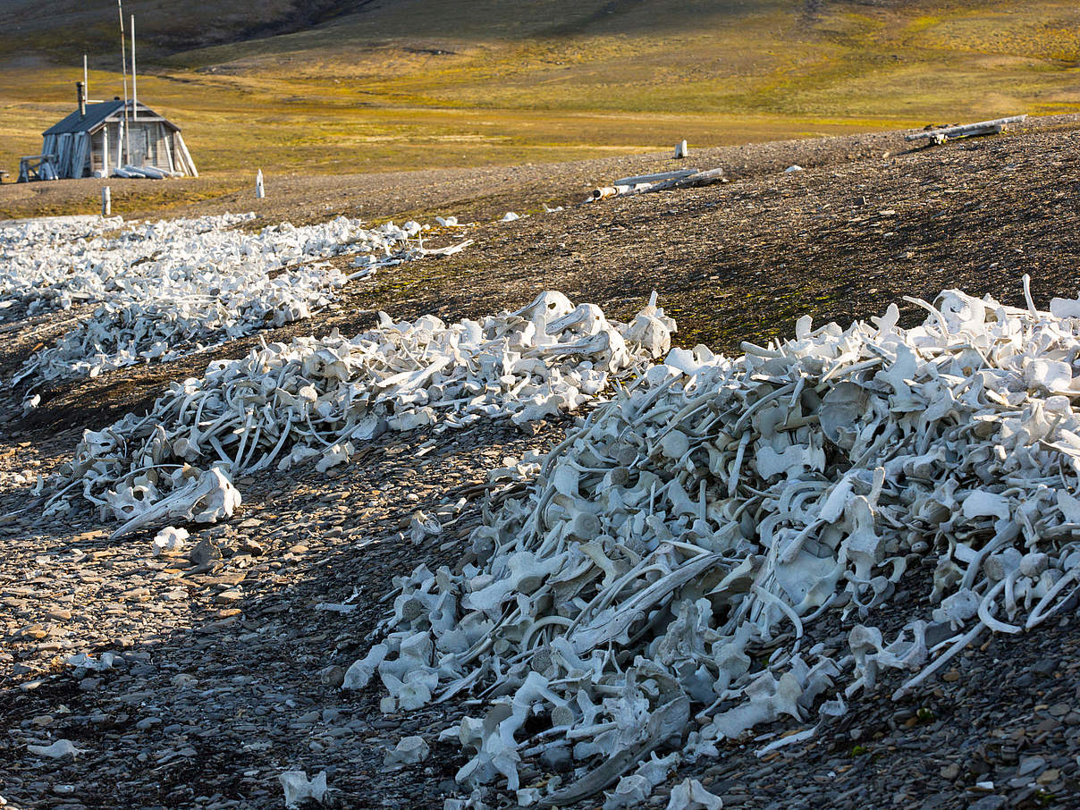 Überreste von Beluga-Walen © Global Warming Images / WWF