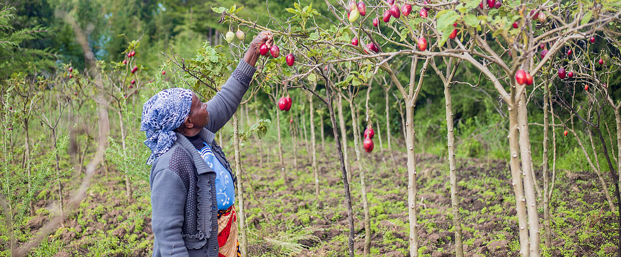 Elizabeth Waweru, eine Bäuerin aus Kenia, bei der Tomatenernte.