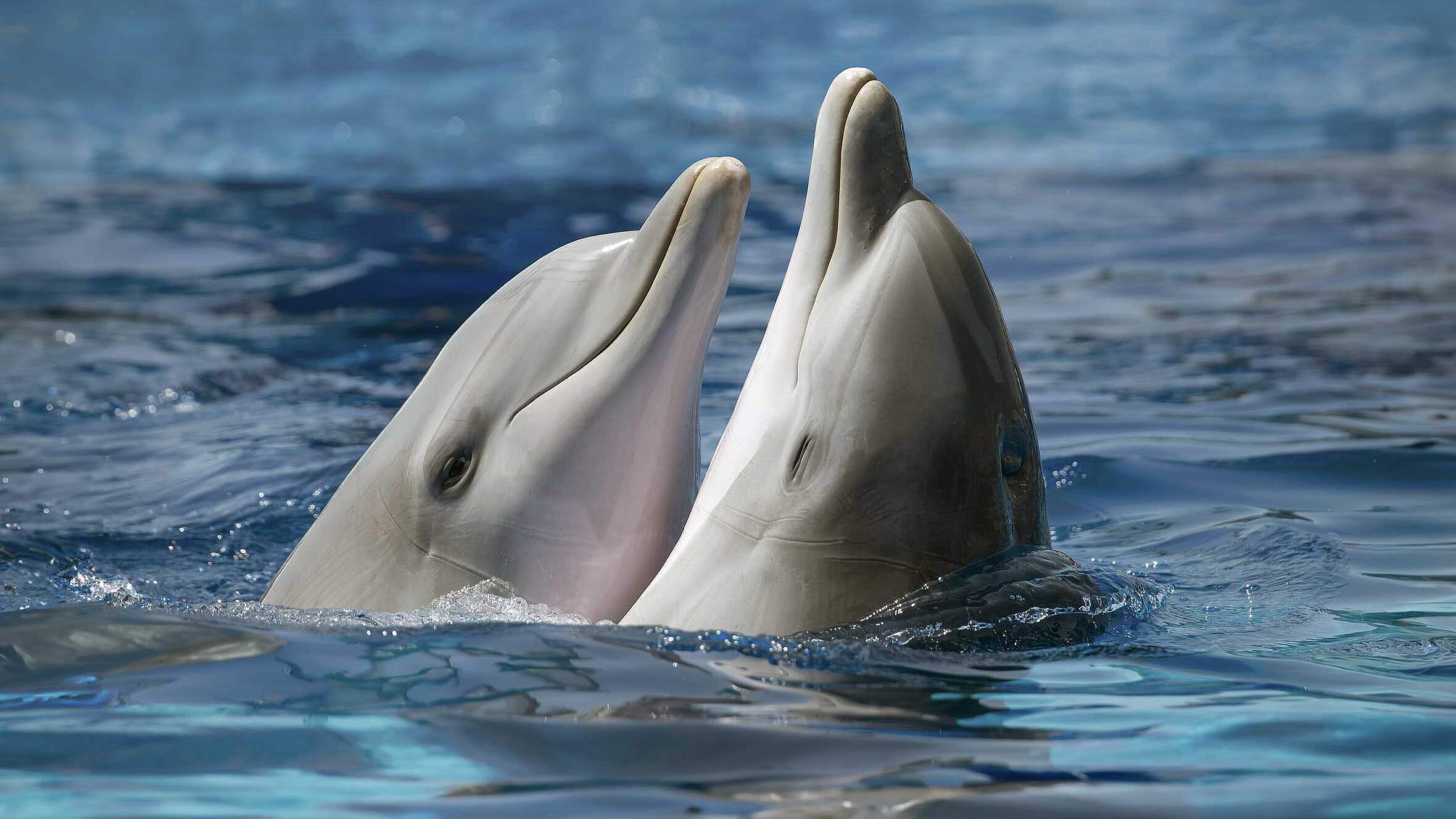 Paten Header Delfin © WWF