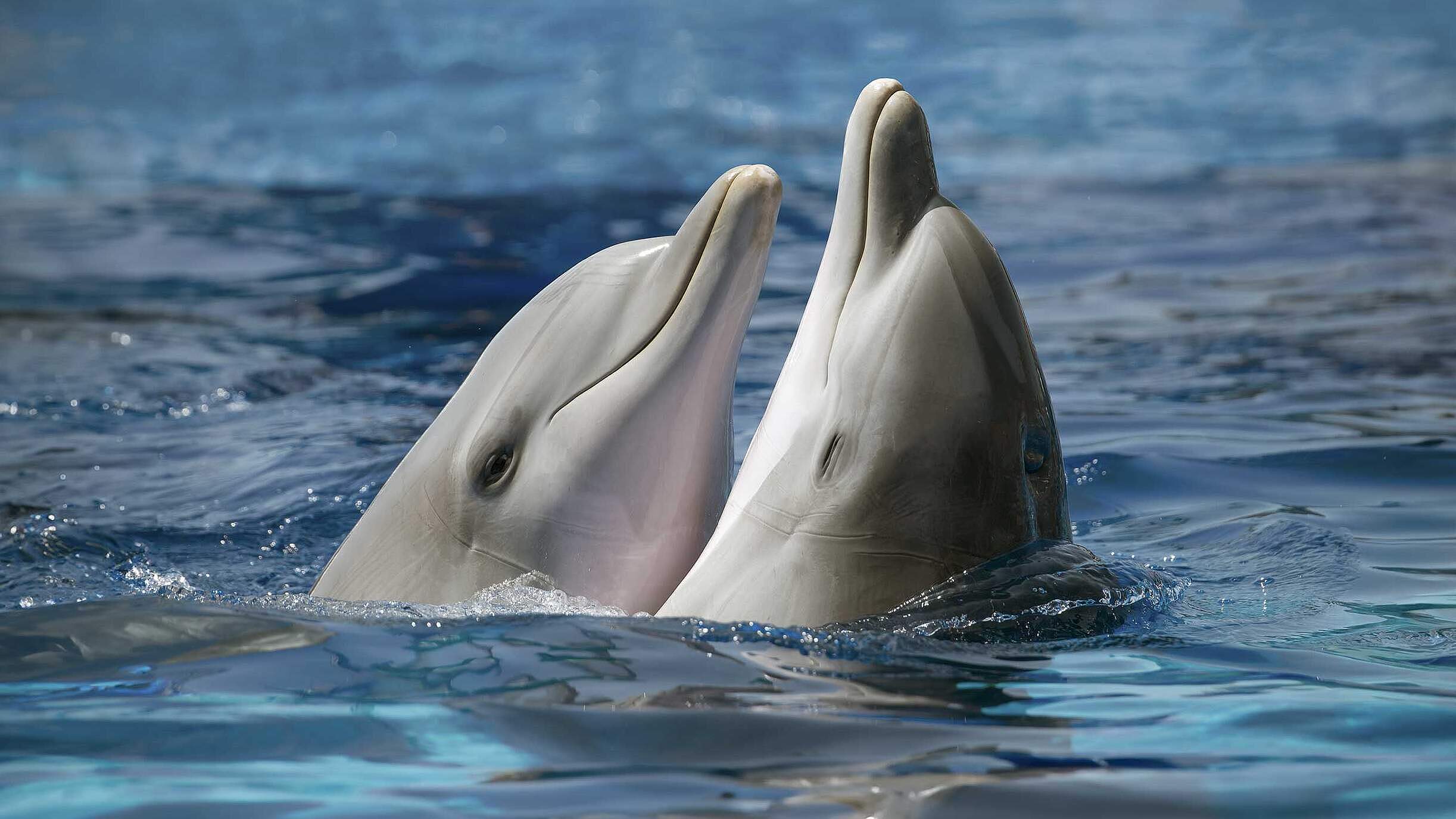 Paten Header Delfin © WWF