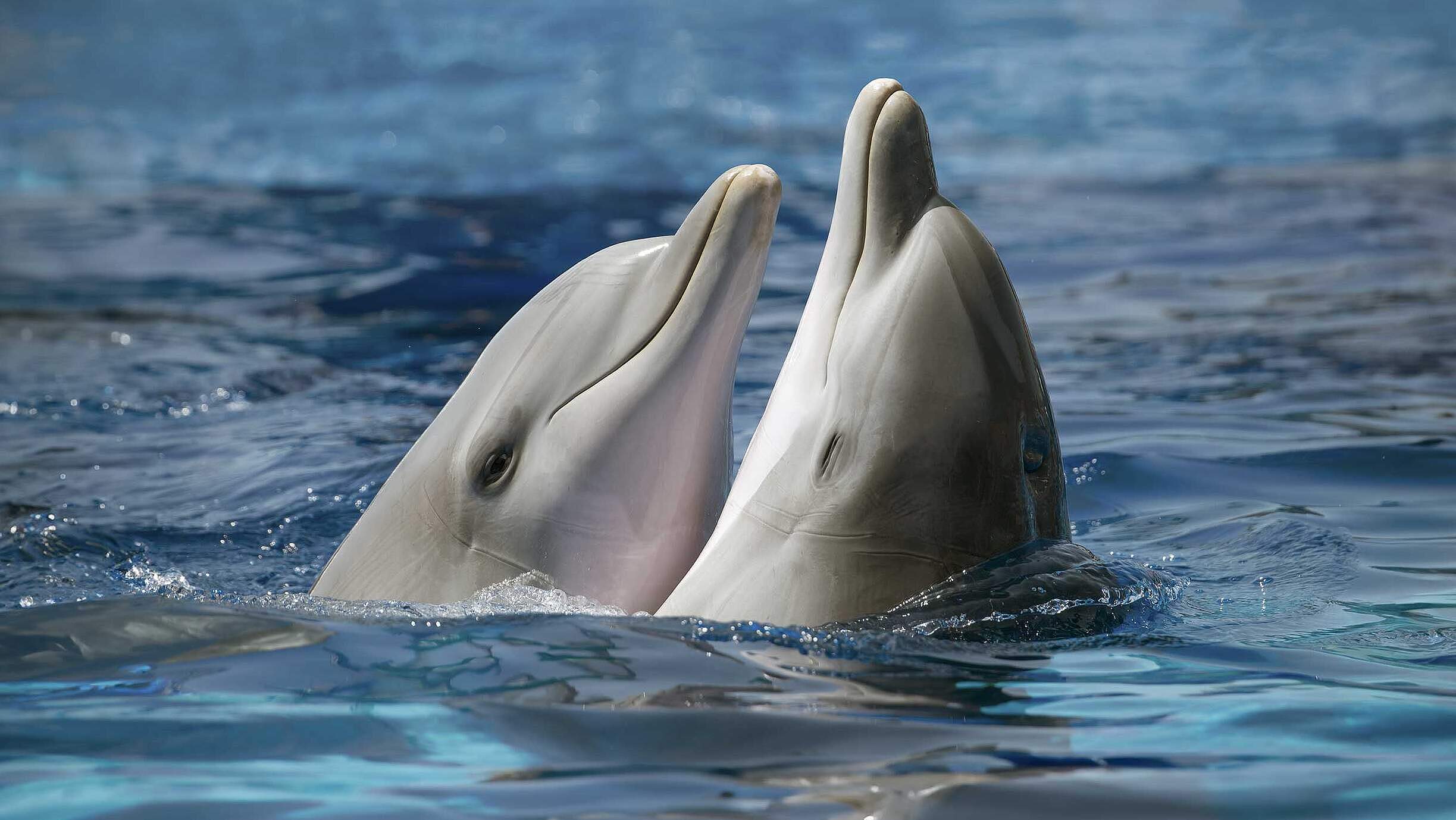 Paten Header Delfin © WWF