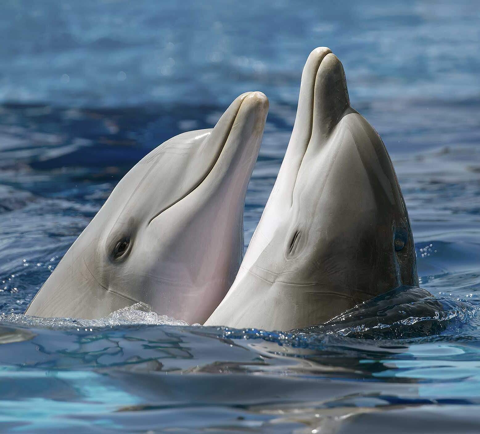 Paten Header Delfin © WWF