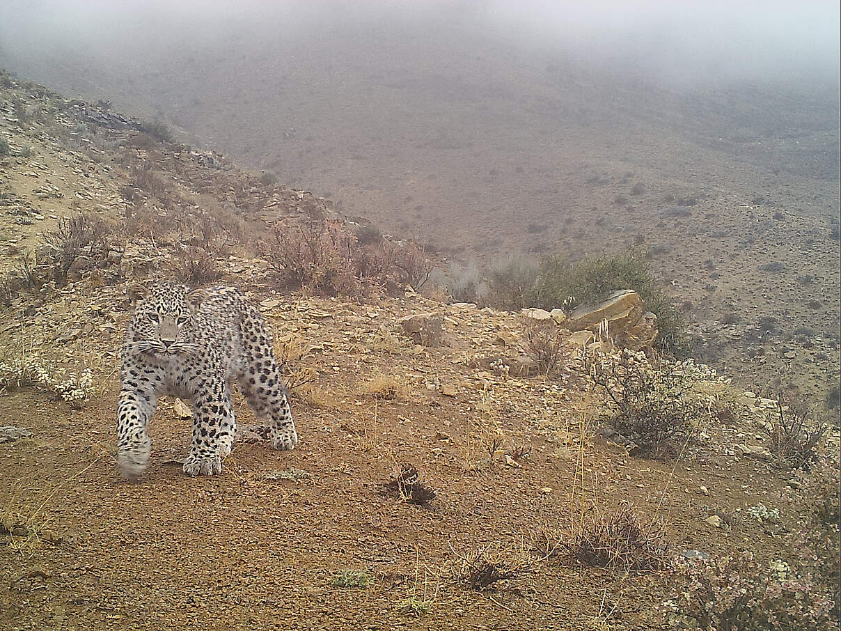 Leopardenjunges in der Kamerafalle © WWF Kaukasus
