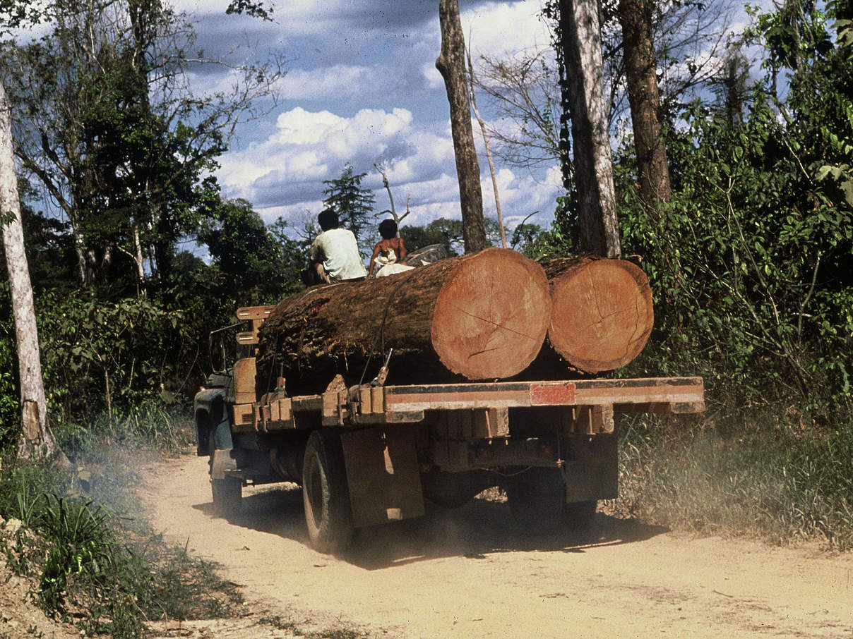 Abholzung © Mark Edwards / WWF