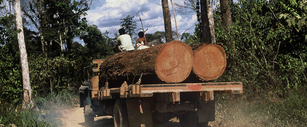 Abholzung © Mark Edwards / WWF
